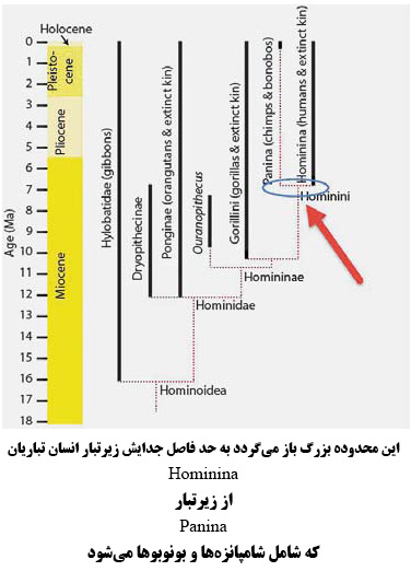 این محدوده بزرگ باز می‌گردد به حد فاصل جدایش زیرتبار انسان تباریان Hominina از زیرتبار Panina که شامل شامپانزه‌ها و بونوبوها می‌شود